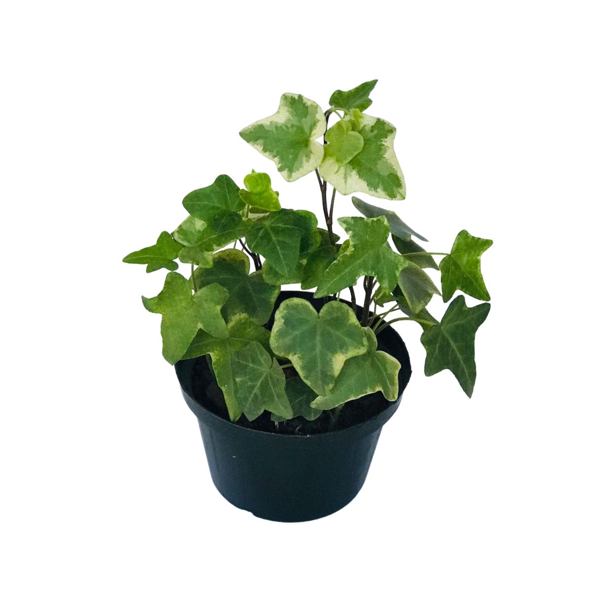 Hera Estrela Variegata - Heder helix - Pote 11