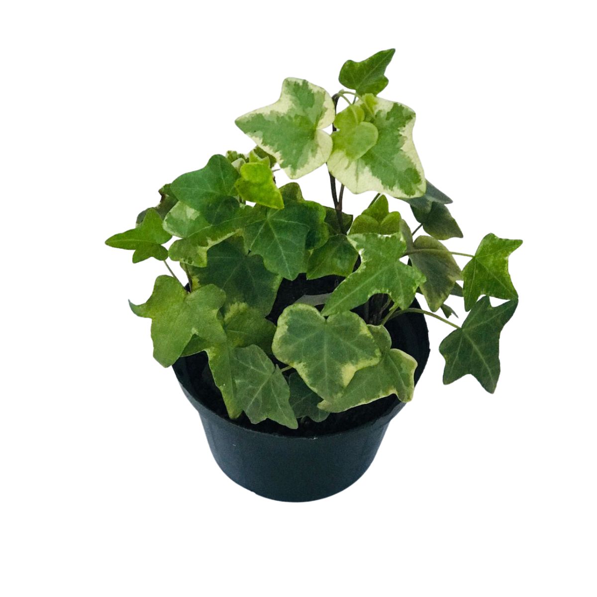 Hera Estrela Variegata - Heder helix - Pote 11 - Imagem 2