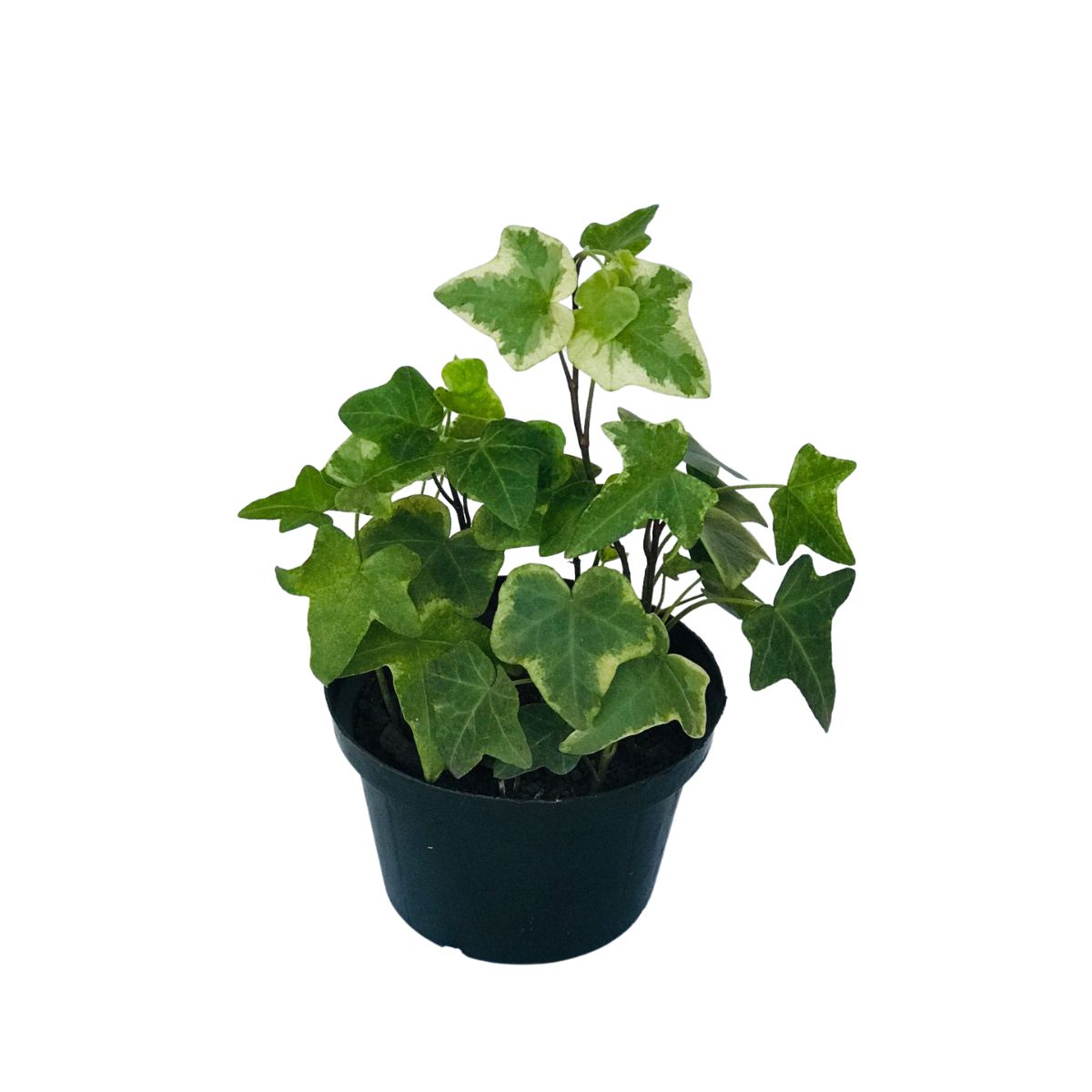 Hera Estrela Variegata - Heder helix - Pote 11 - Imagem 4