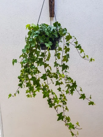 Hera Estrela Variegata - Heder helix - Pote 11 - Imagem 5