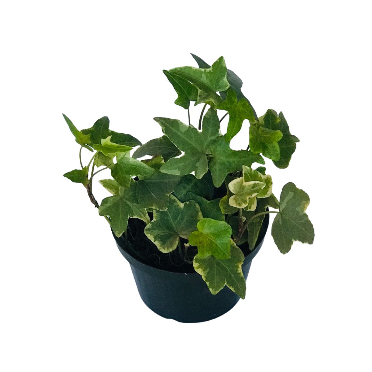 Hera Estrela Variegata - Heder helix - Pote 11 - Imagem 3