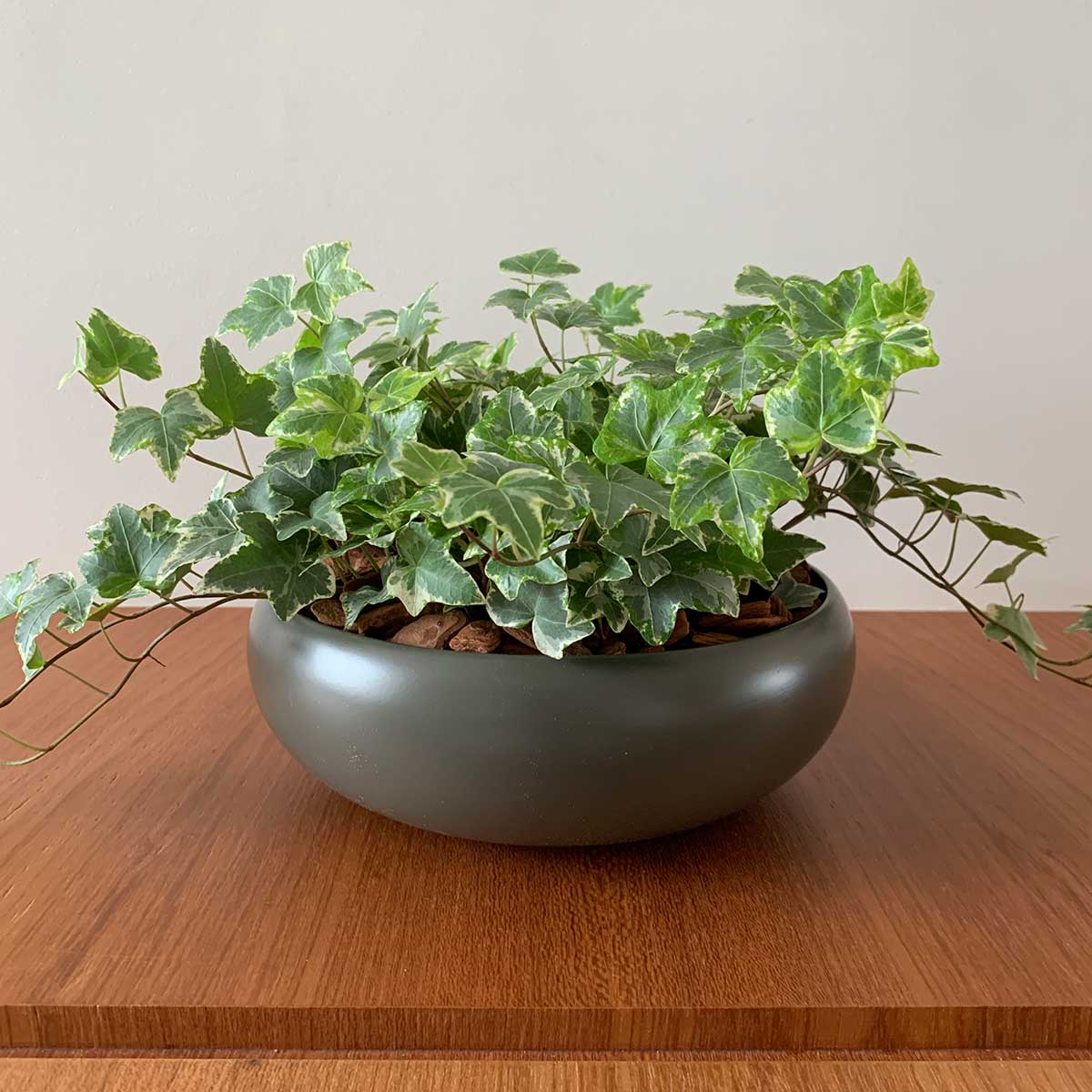 Hera Estrela Variegata - Heder helix - Pote 11 - Imagem 9