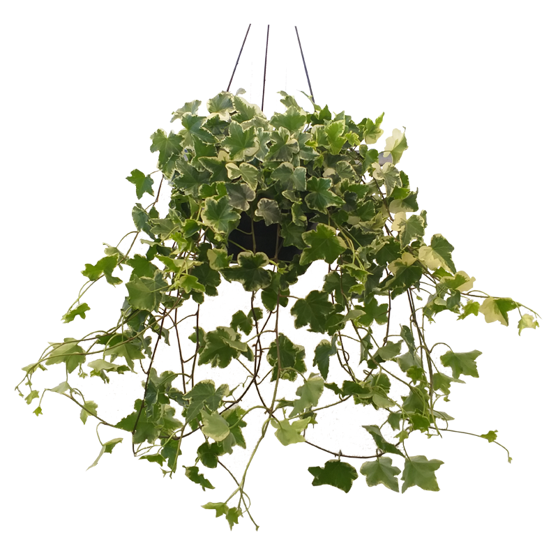 Hera Estrela Variegata - Heder helix - Pote 11 - Imagem 8