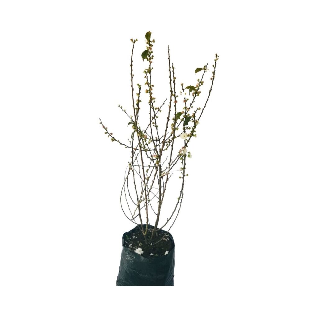 Cerejeira Mini-Sakura de Flores Brancas Dobradas 70cm
