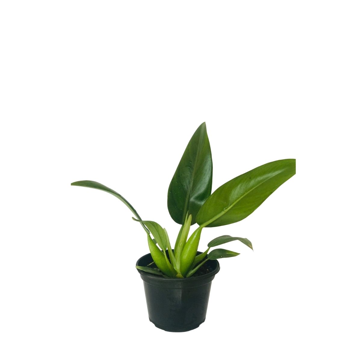 Pacová - Philodendron martianum - Pote 13