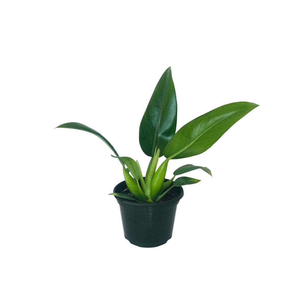 Pacová - Philodendron martianum - Pote 13 - Imagem 2