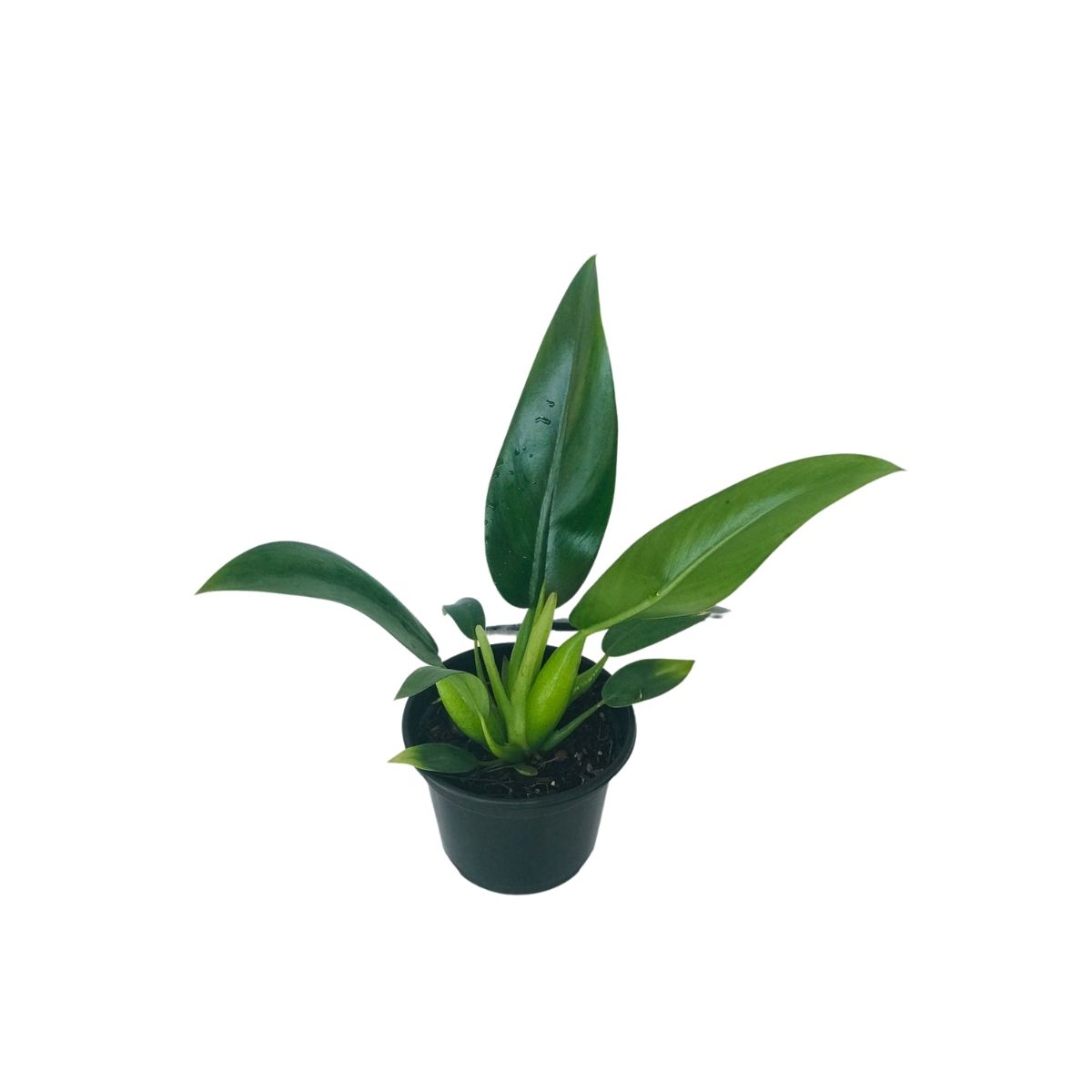 Pacová - Philodendron martianum - Pote 13 - Imagem 3