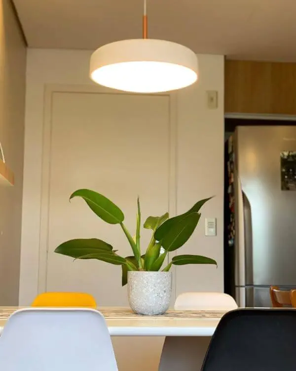 Pacová - Philodendron martianum - Pote 13 - Imagem 5