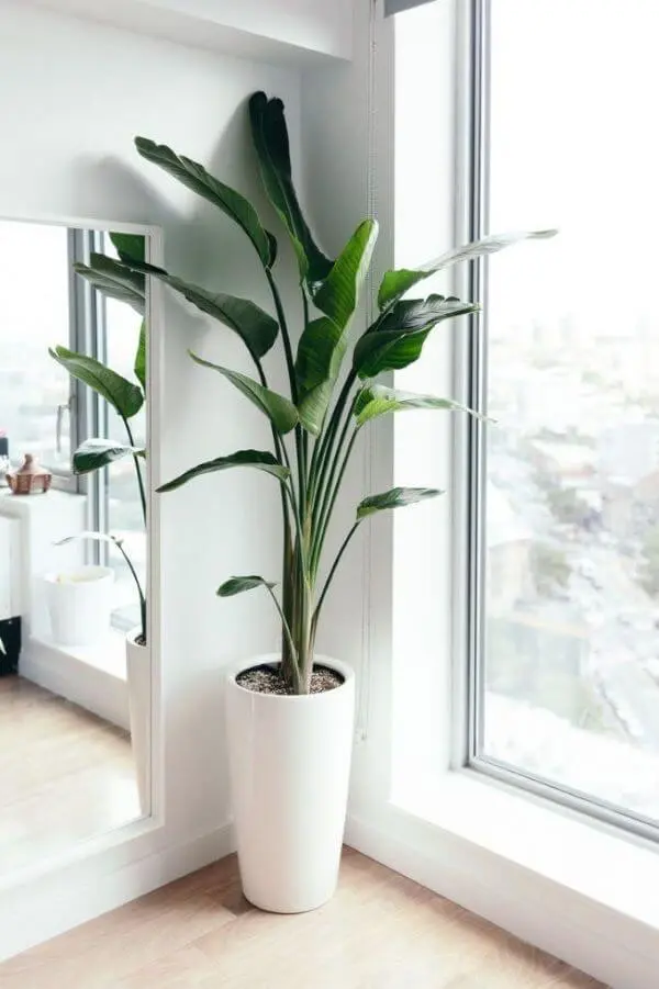 Pacová - Philodendron martianum - Pote 13 - Imagem 4