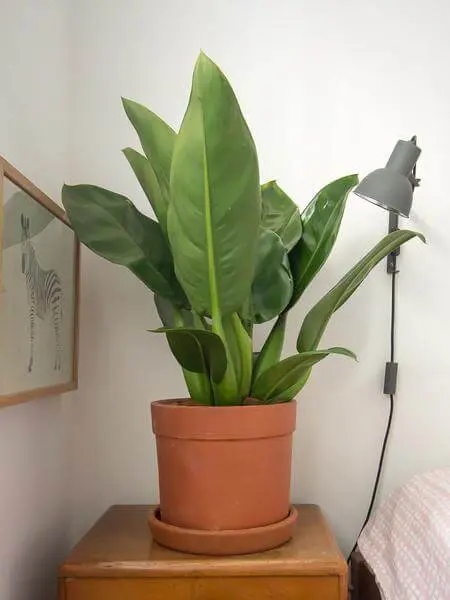 Pacová - Philodendron martianum - Pote 13 - Imagem 6
