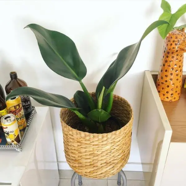 Pacová - Philodendron martianum - Pote 13 - Imagem 8