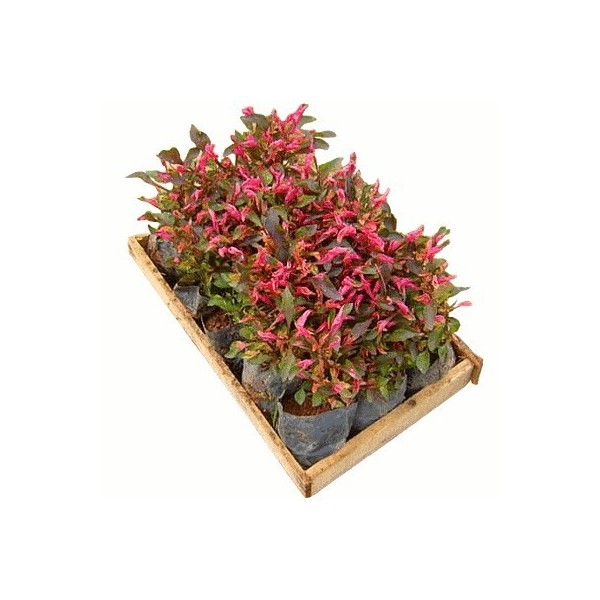 Periquito Vermelho (Alternanthera ficoidea) - No Saquinho