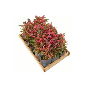 5 Mudas Periquito Vermelho (Alternanthera ficoidea)