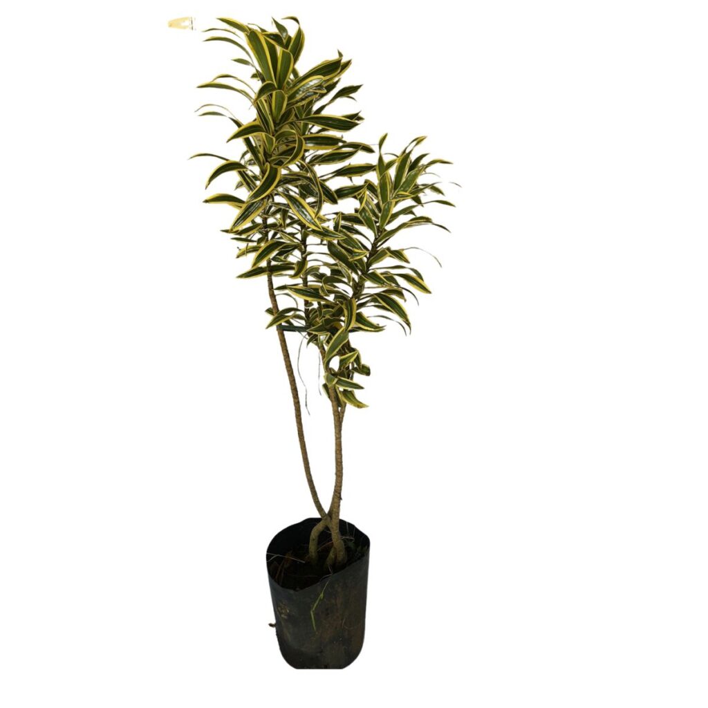 Pleomele Variegata (Dracaena reflexa) - Pote 20