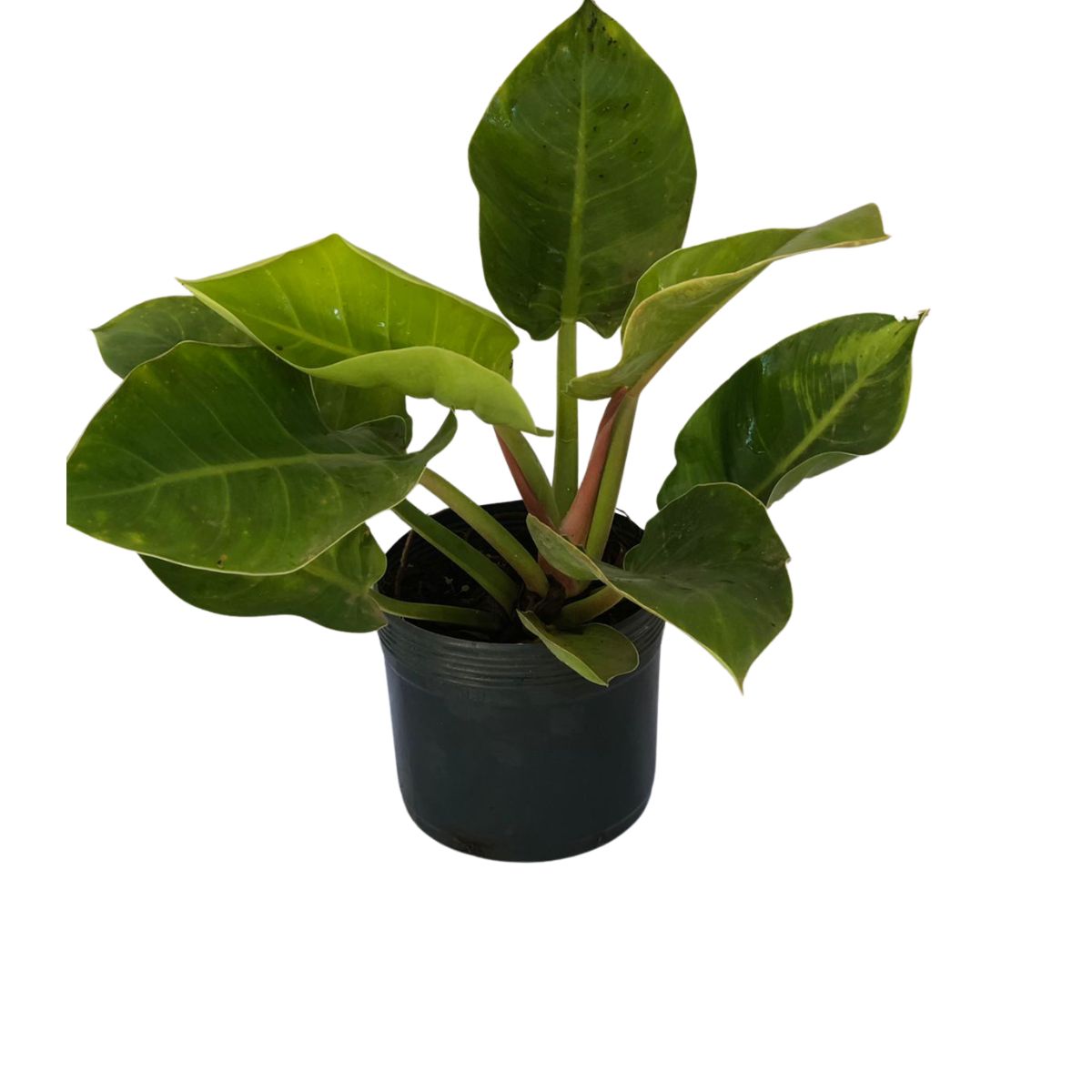 Filodendro Lua Clara (Philodendron moonlight) Pote 20 - Imagem 2