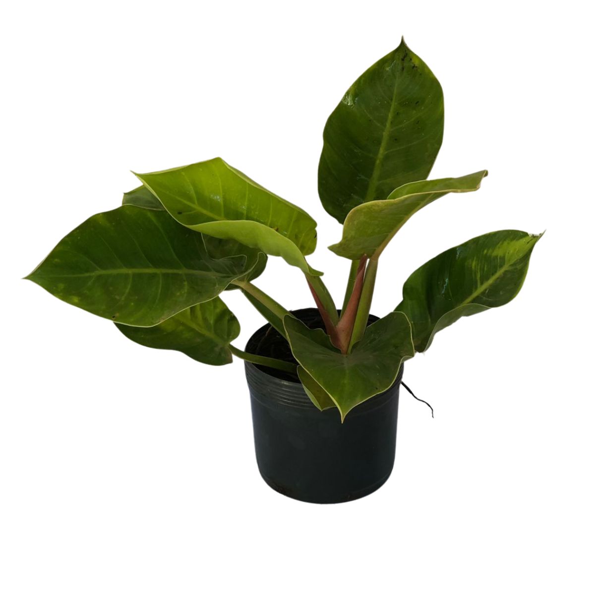 Filodendro Lua Clara (Philodendron moonlight) Pote 20 - Imagem 3