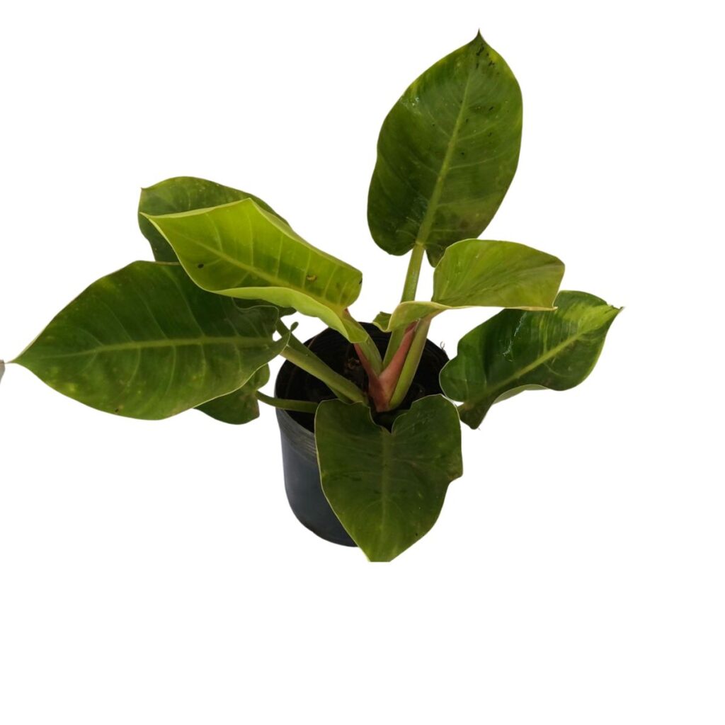 Filodendro Lua Clara (Philodendron moonlight) Pote 20