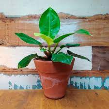 Filodendro Lua Clara (Philodendron moonlight) Pote 20 - Imagem 5