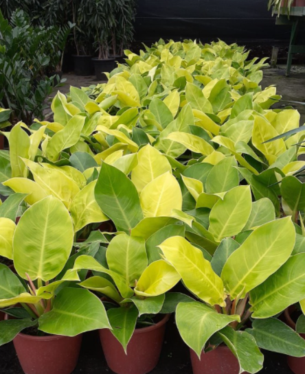 Filodendro Lua Clara (Philodendron moonlight) Pote 20 - Imagem 4