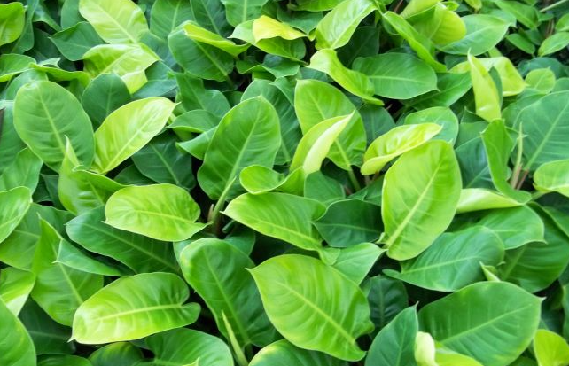 Filodendro Lua Clara (Philodendron moonlight) Pote 20 - Imagem 6