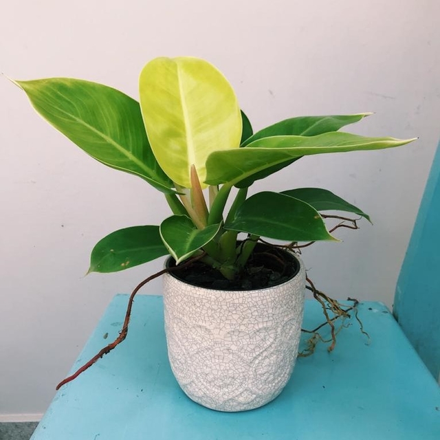 Filodendro Lua Clara (Philodendron moonlight) Pote 20 - Imagem 7