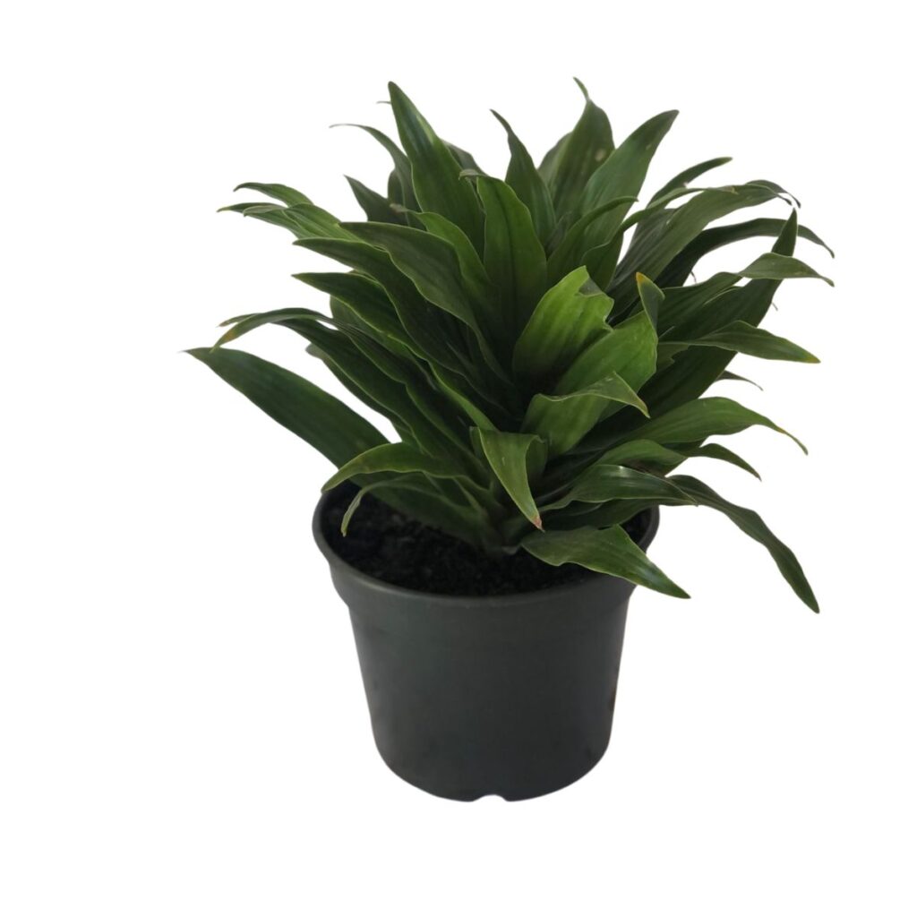 8 Dracenas (Dracaena deremensis Compacta) - Pote 15