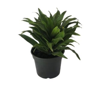 8 Dracenas (Dracaena deremensis Compacta) - Pote 15