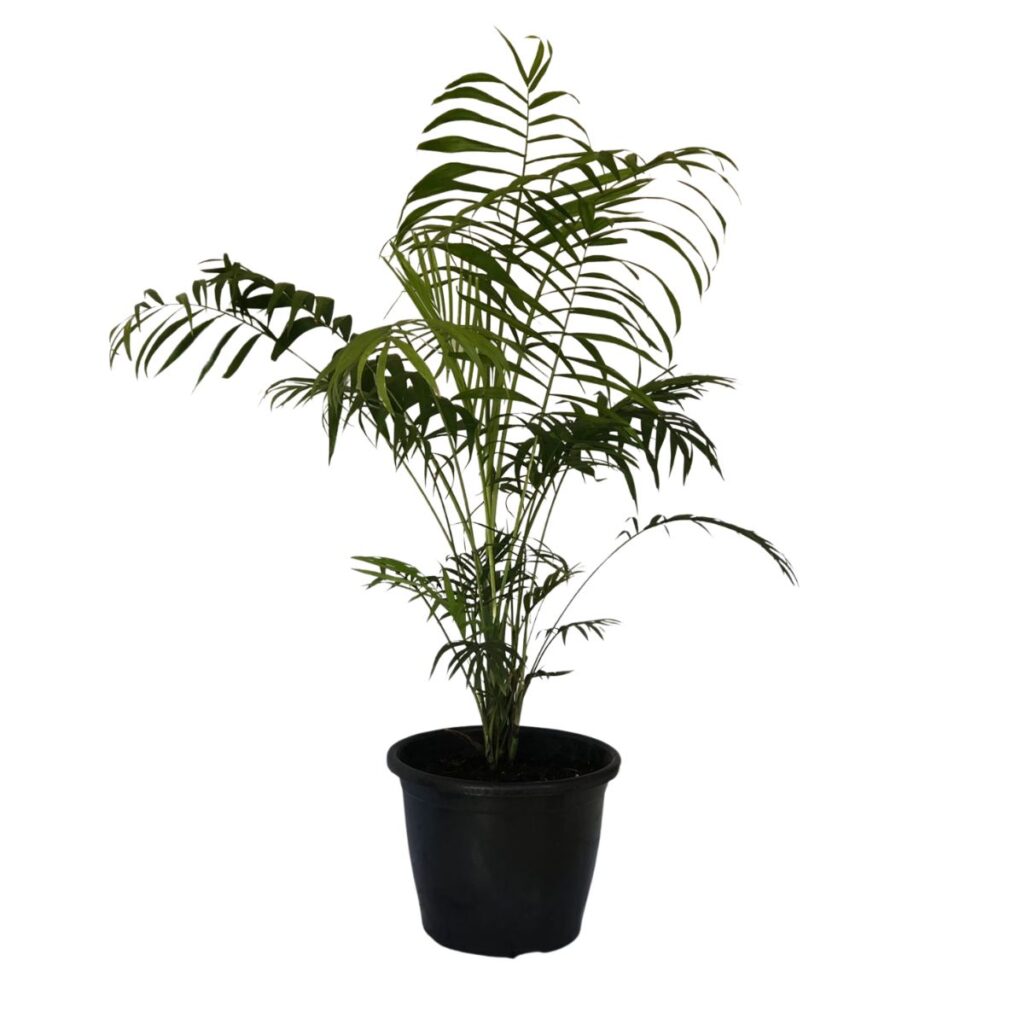Mini Palmeira Chamaedorea elegans - Pote 24