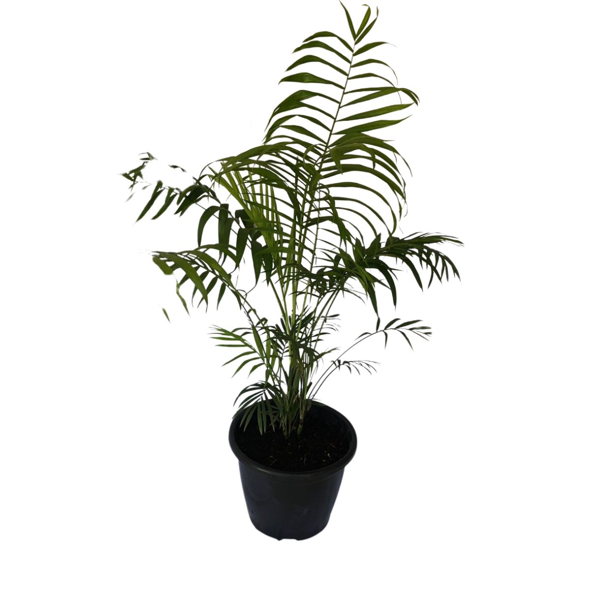 Mini Palmeira Chamaedorea elegans - Pote 24 - Imagem 2