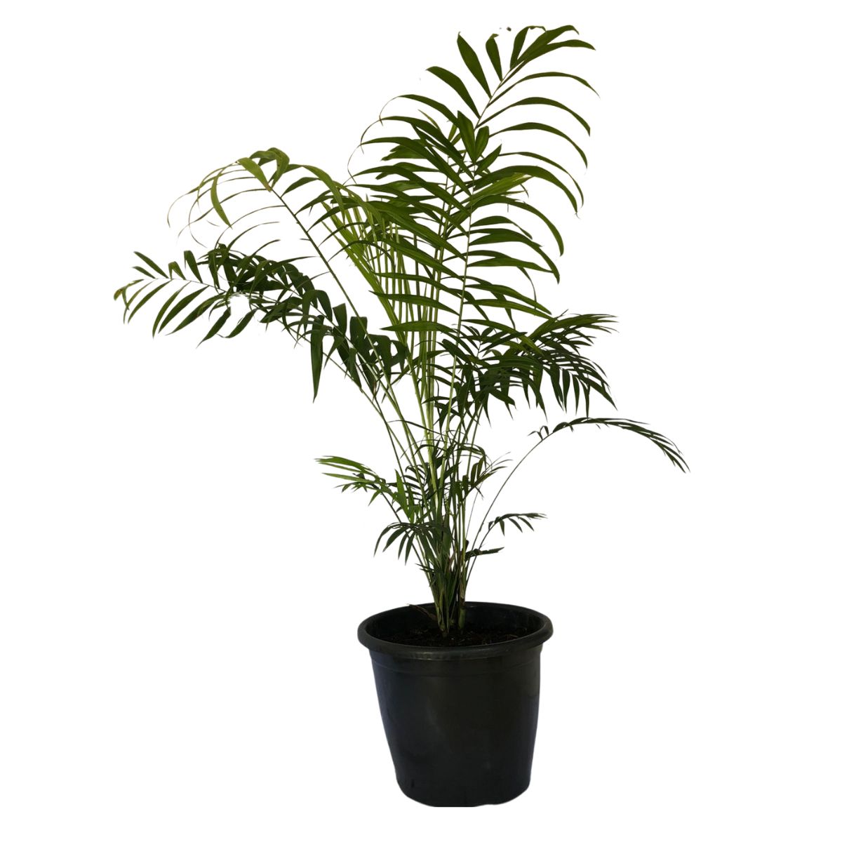 Mini Palmeira Chamaedorea elegans - Pote 24 - Imagem 3