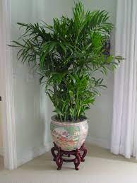 Mini Palmeira Chamaedorea elegans - Pote 24 - Imagem 7