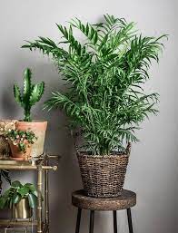 Mini Palmeira Chamaedorea elegans - Pote 24 - Imagem 6