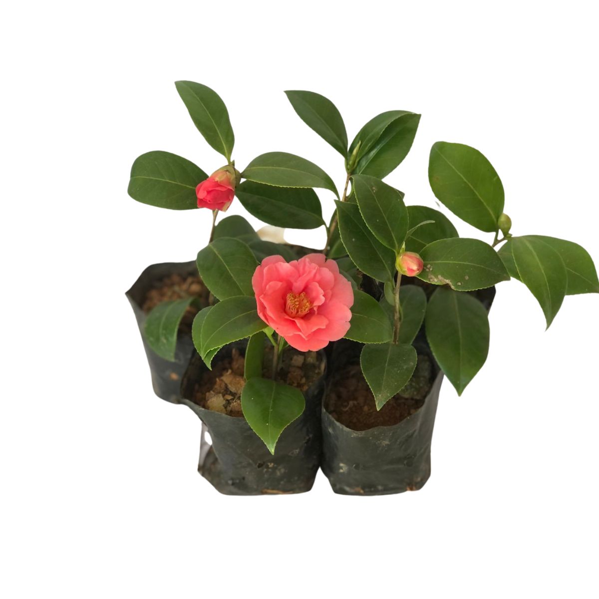 Camélia Rosa Camellia Japonica - Mudas no Saquinho - Imagem 3