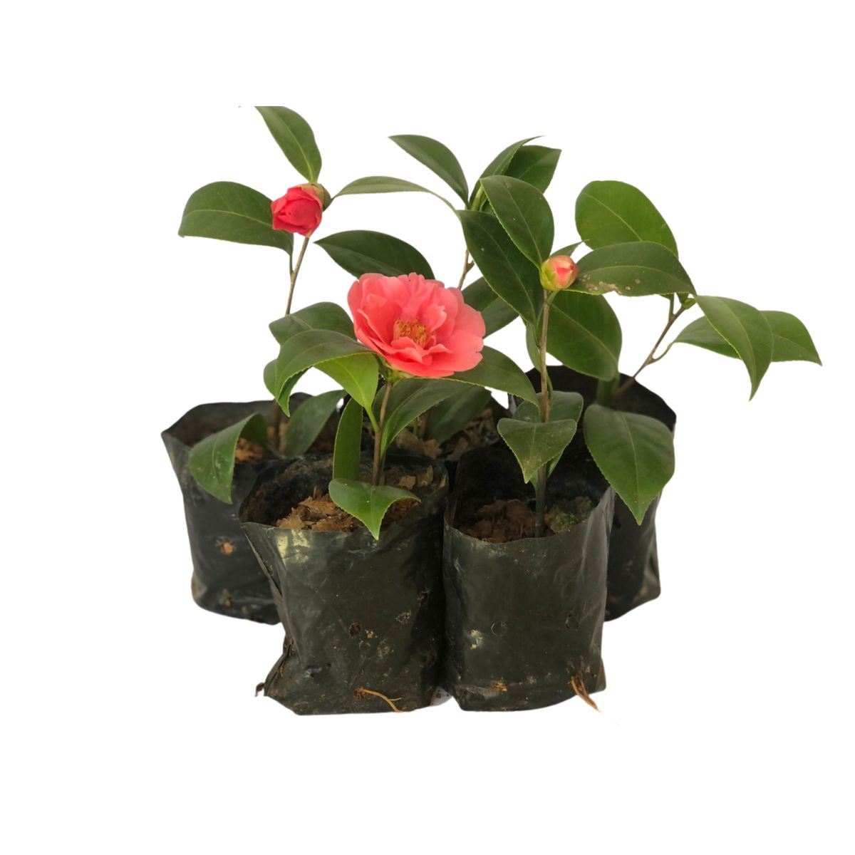 Camélia Rosa Camellia Japonica - Mudas no Saquinho