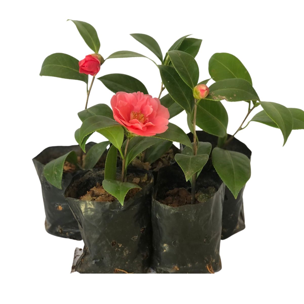 Camélia Rosa Camellia Japonica - Mudas no Saquinho - Imagem 2