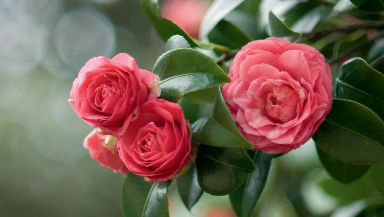 Camélia Rosa Camellia Japonica - Mudas no Saquinho - Imagem 4