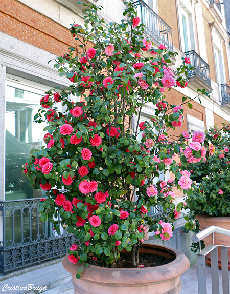 Camélia Rosa Camellia Japonica - Mudas no Saquinho - Imagem 5