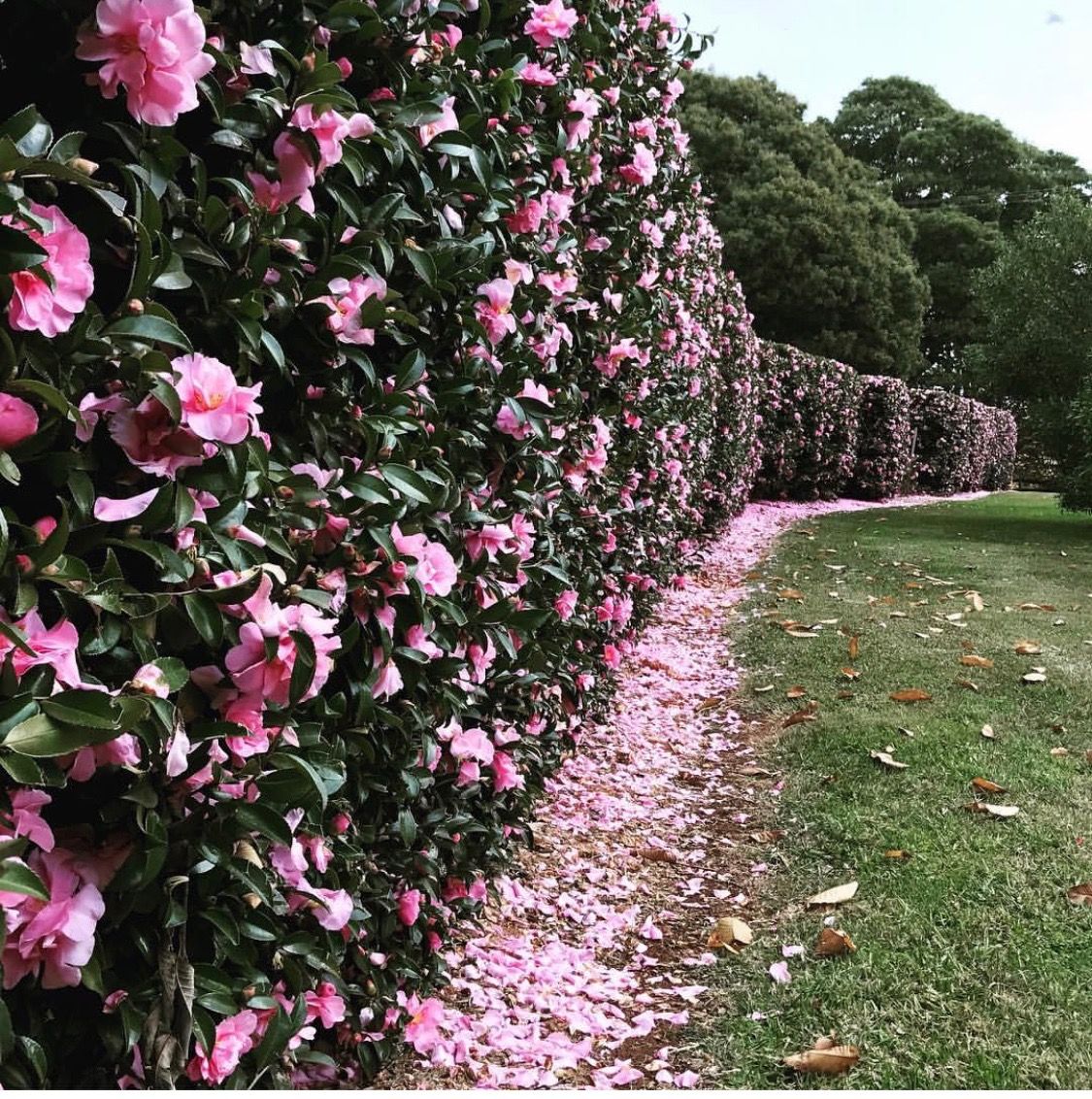 Camélia Rosa Camellia Japonica - Mudas no Saquinho - Imagem 6