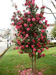 Camélia Rosa Camellia Japonica - Mudas no Saquinho - Imagem 7