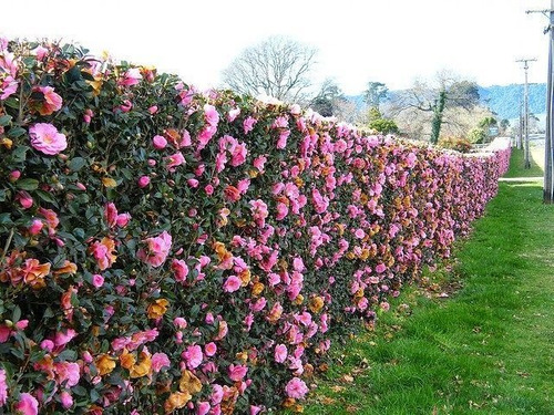 Camélia Rosa Camellia Japonica - Mudas no Saquinho - Imagem 8