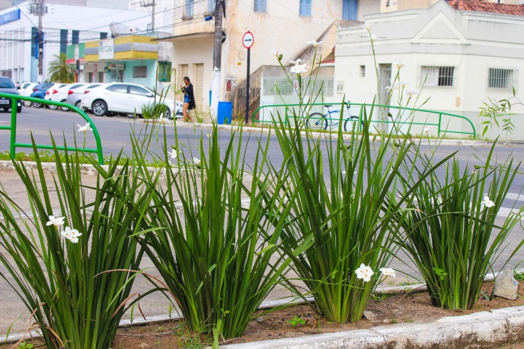 Moreia Branca Dietes Iridioides Torrão — foto 6