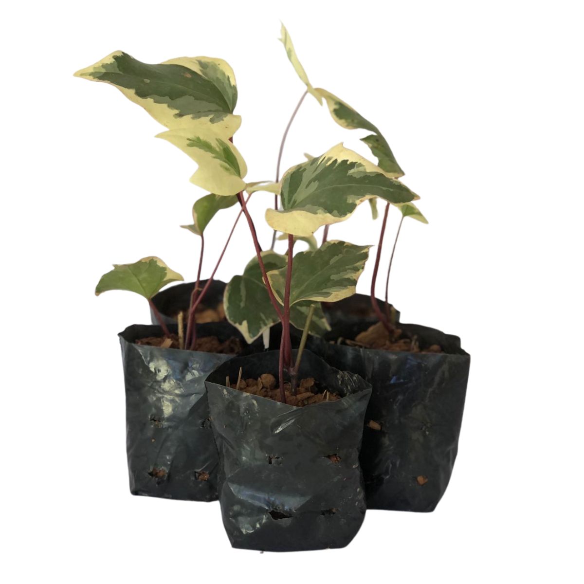Hera Batata Variegata - Hera Trepadeira no Saquinho - Imagem 2