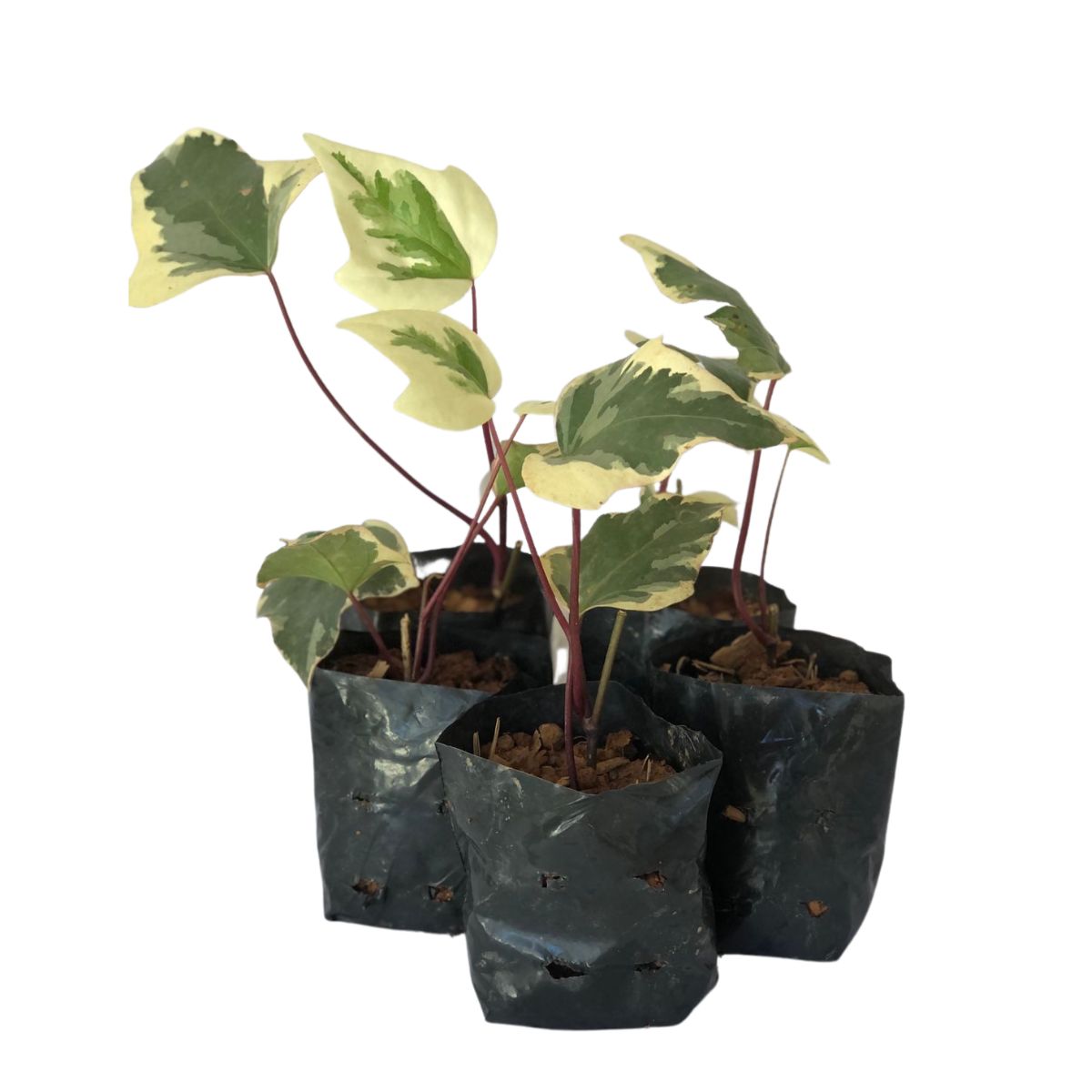 Hera Batata Variegata - Hera Trepadeira no Saquinho - Imagem 3