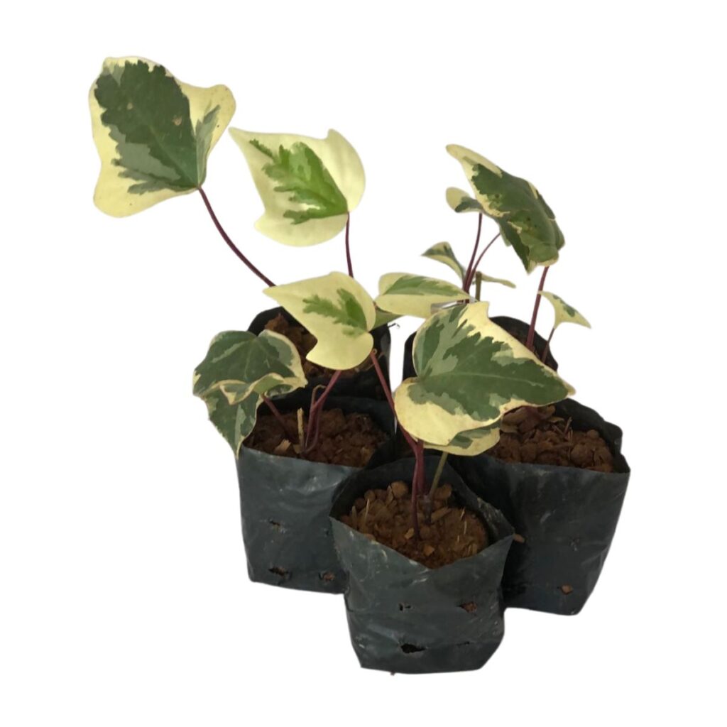 5 Mudas Hera Batata Variegata Trepadeira no Saquinho