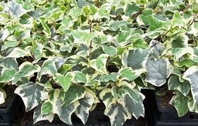 Hera Batata Variegata - Hera Trepadeira no Saquinho - Imagem 4
