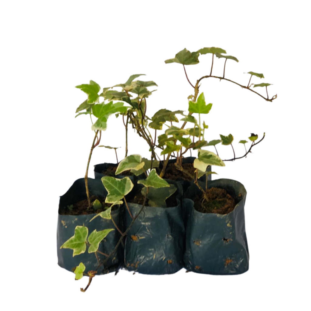 5 Mudas Herinha Estrela Variegata Trepadeira no Saquinho