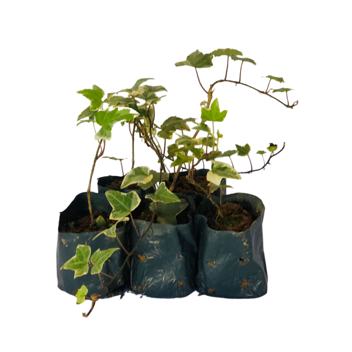 5 Mudas Herinha Estrela Variegata Trepadeira no Saquinho - Imagem 2