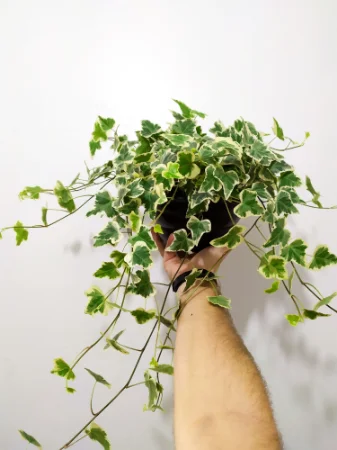 5 Mudas Herinha Estrela Variegata Trepadeira no Saquinho - Imagem 4