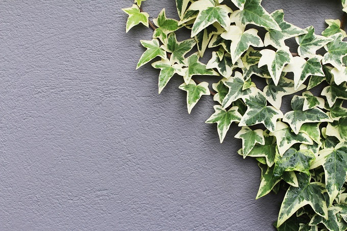 5 Mudas Herinha Estrela Variegata Trepadeira no Saquinho - Imagem 5