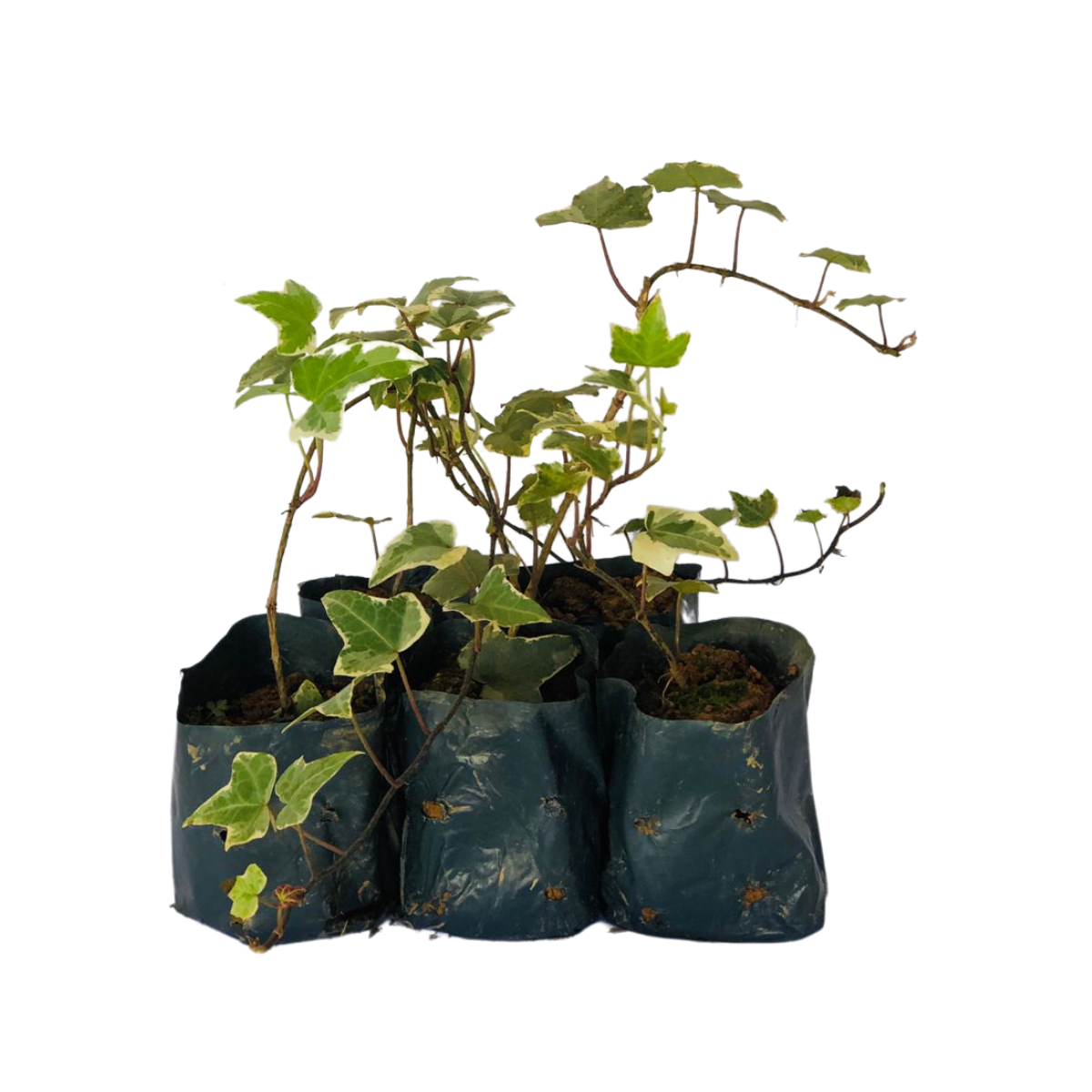 5 Mudas Herinha Estrela Variegata Trepadeira no Saquinho - Imagem 3